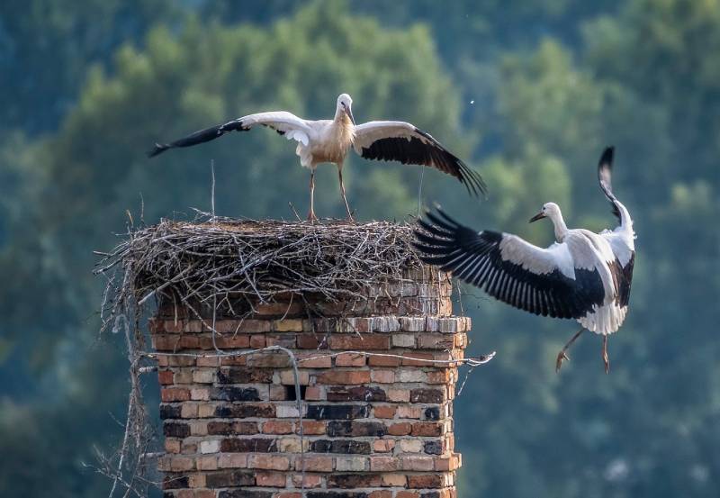 Expert Chimney Animal Removal in Poway, CA Professional Chimney Animal Removal Services in Poway, California