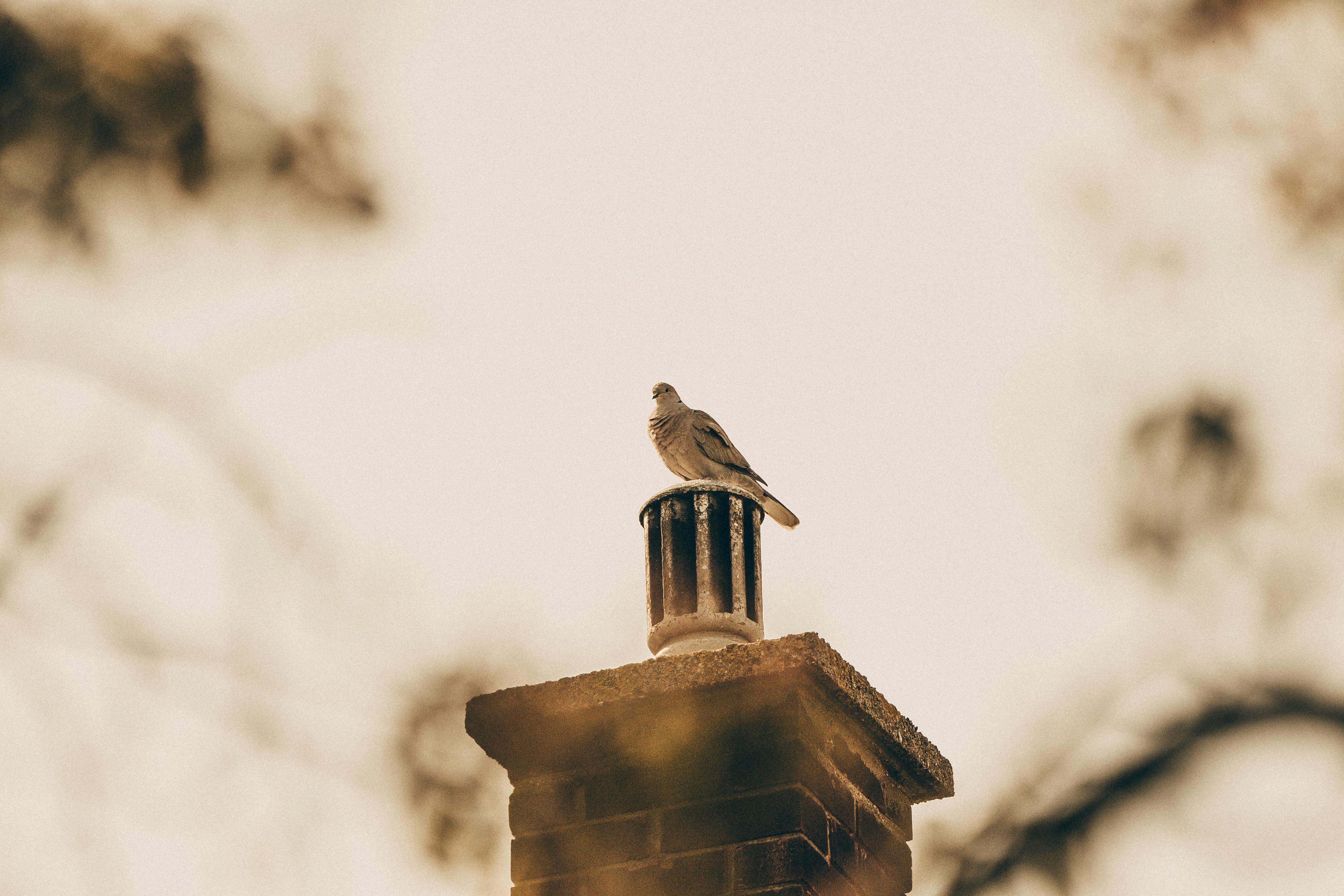 Professional Chimney Cap Installation Services in Poway, CA Expert Chimney Cap Installation in Poway, California